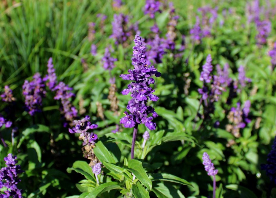 Cuidados de la Salvia farinacea: todo lo que debes saber