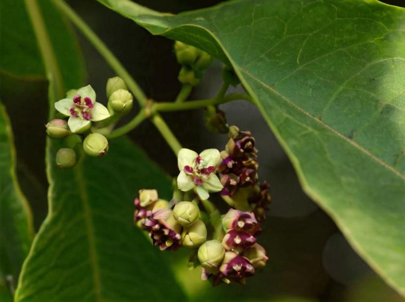 Sándalo, un árbol extraordinariamente bello y curioso