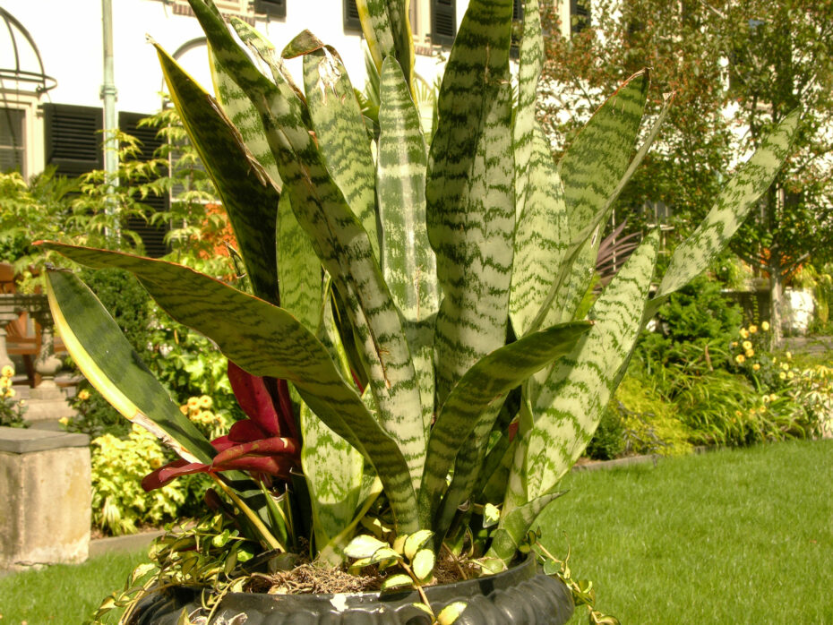 Cuidados de la Sansevieria trifasciata ‘Laurentii’: todo lo que necesitas saber