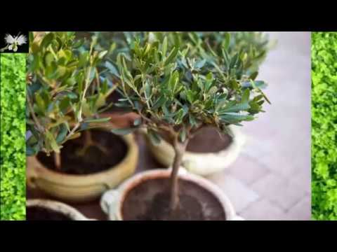 Cultivo de olivo en interior: todo lo que necesitas saber sobre esta planta.