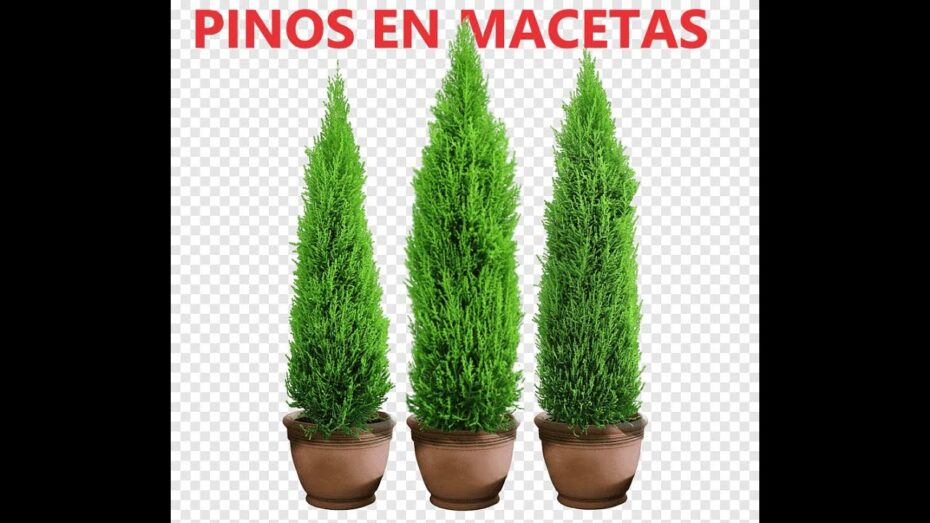 Pino en maceta: Aprende cómo tener y cuidar esta planta de forma exitosa