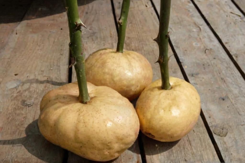¿Se pueden plantar esquejes de rosal en una patata?
