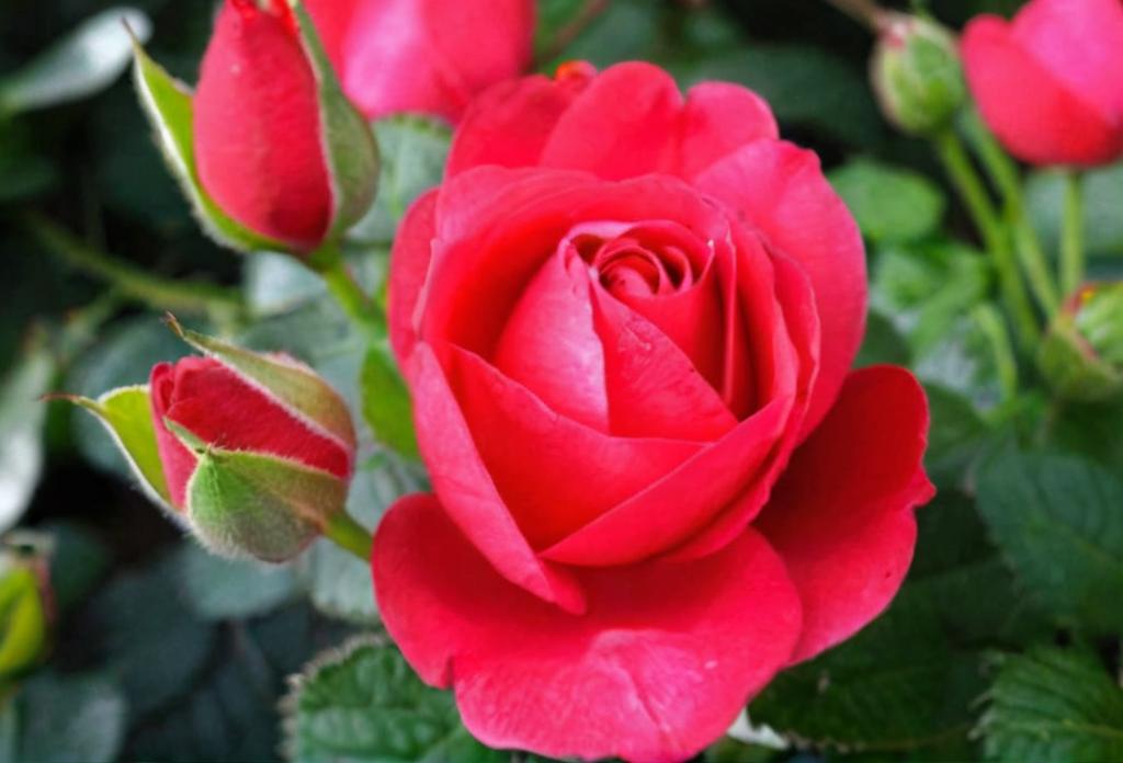 ¿Se pueden tener esquejes de rosal en agua?