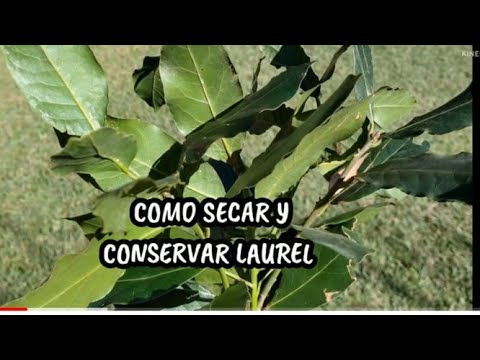 Secado de hojas de laurel: Cómo hacerlo de forma efectiva