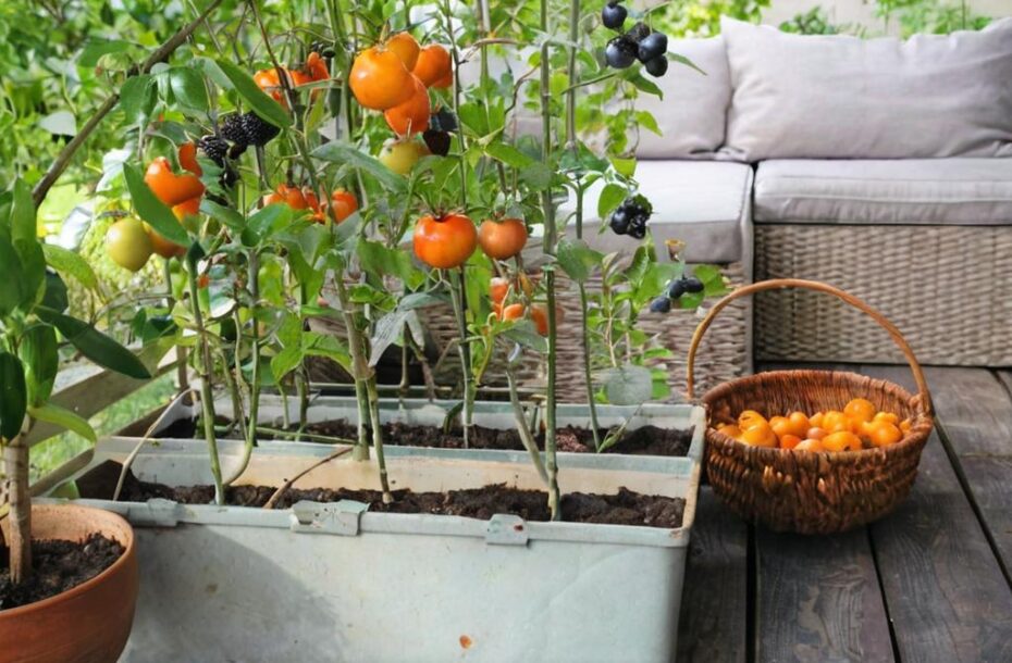 Secretos para cultivar tomates jugosos y deliciosos en casa