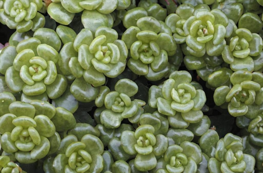 Sedum oreganum