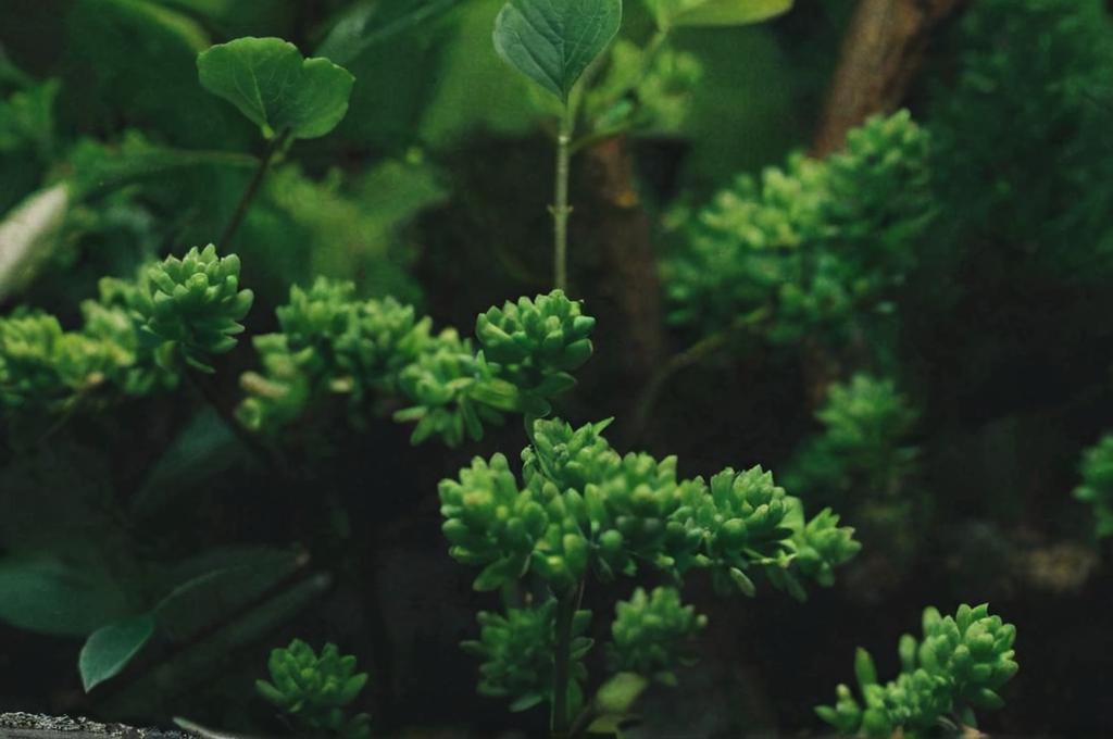 Sedum sexangulare: características y cuidados principales
