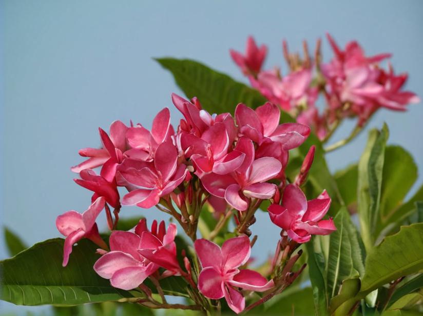 Selección de 7 flores tropicales para jardín o maceta