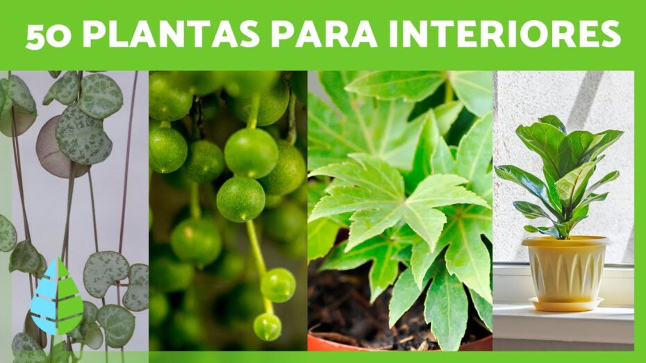 Plantas de hojas grandes para el hogar: Selección de especies ideales