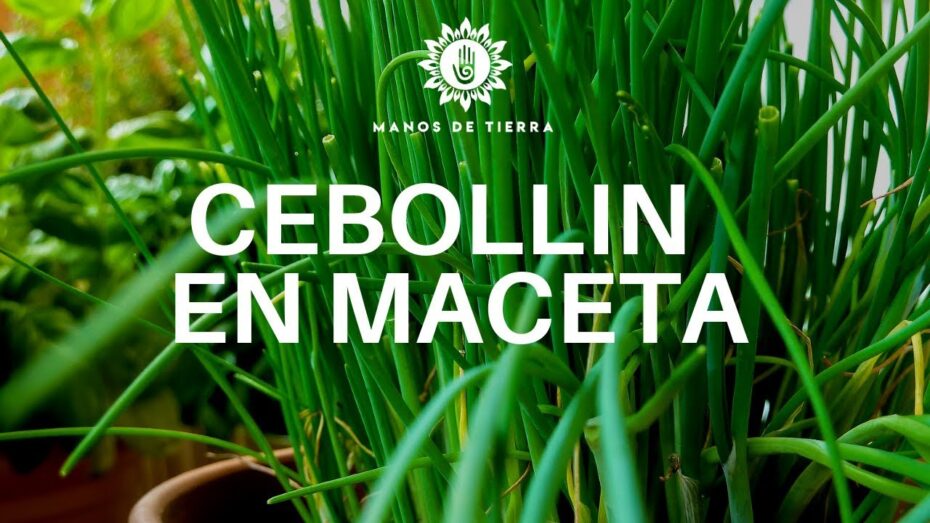 Cebollinos: Aprende cómo sembrar y cultivar esta planta aromática.