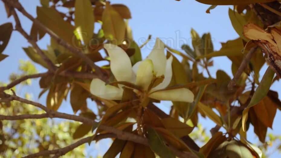 Guía completa para sembrar el fruto del magnolio: consejos expertos de botánica