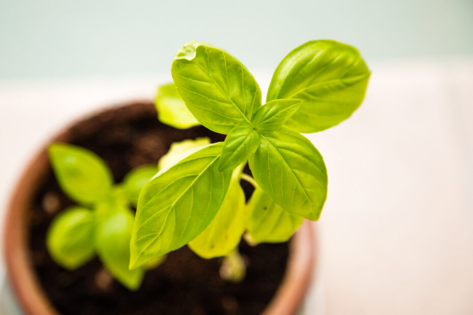 Sembrar un geranio: Guía completa para cultivar esta planta de manera exitosa