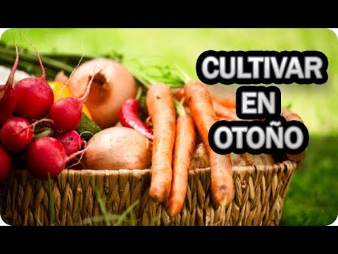 Sembrando en otoño: Descubre qué plantar para esta temporada