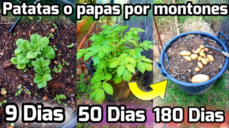 Siembra de patatas en maceta: guía completa para cultivar con éxito