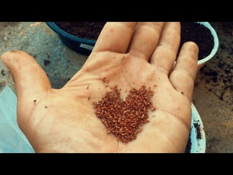 Sembrar semillas de plantas aromáticas: guía completa para un cultivo exitoso