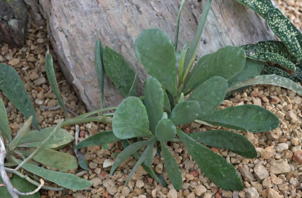 Senecio crassissimus: características y cuidados más importantes