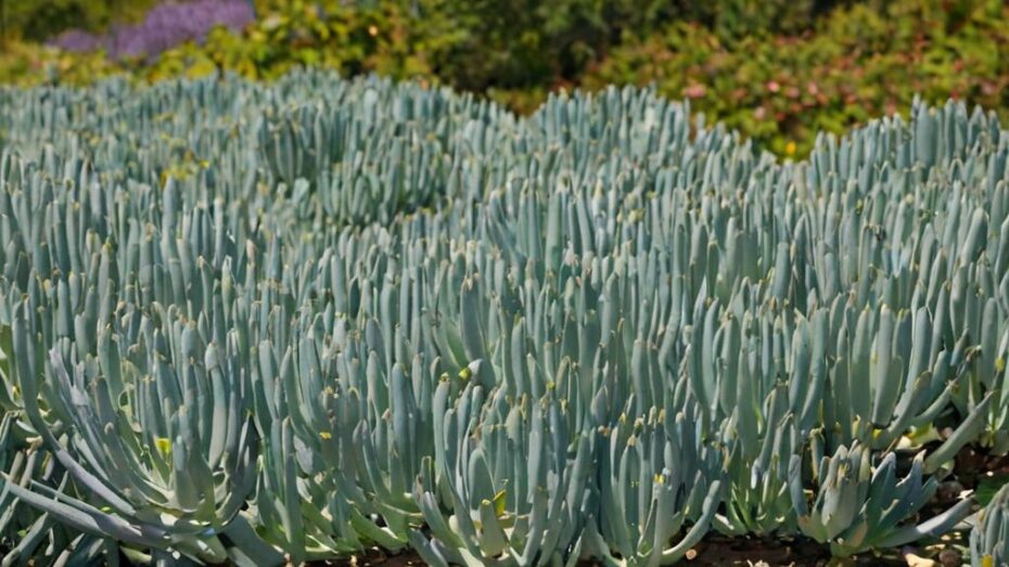 Senecio serpens