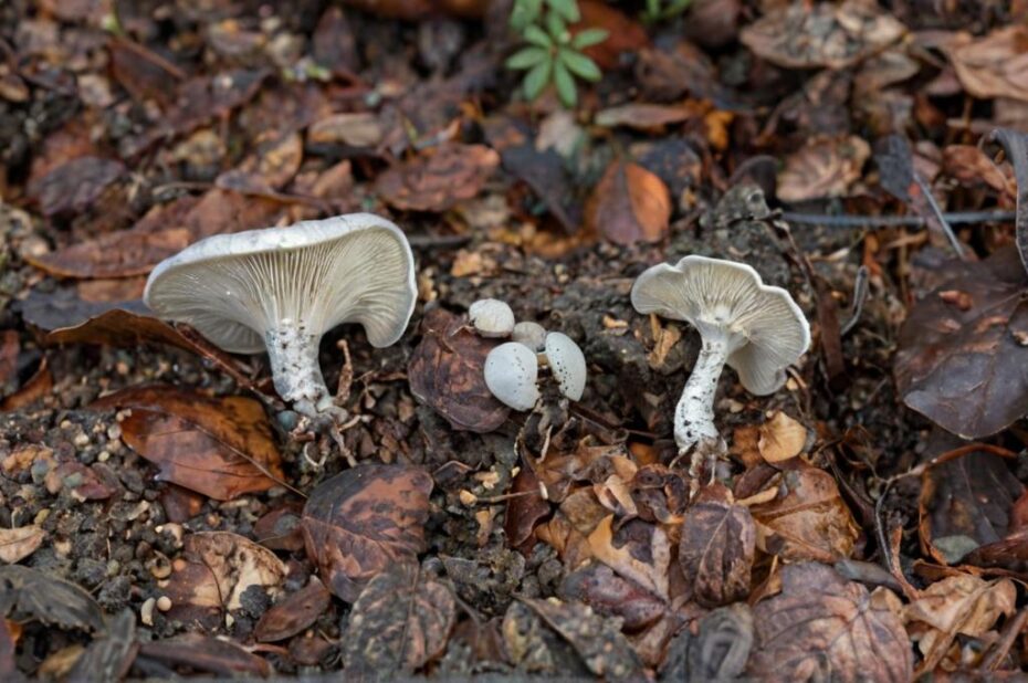 Seta Molinera o Clitopilus cystidiatus