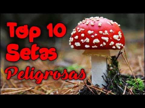 Setas peligrosas: conoce las más letales del mundo