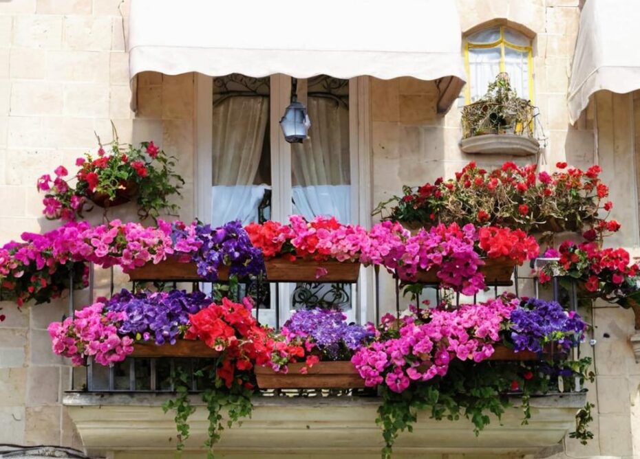 Significado de las Petunias y cuáles son sus propiedades