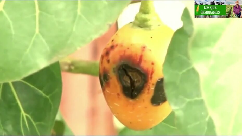 Tratamiento y síntomas de la antracnosis en tomate