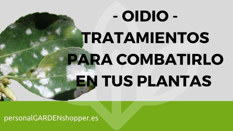 Tratamiento y síntomas del oídio del rosal: guía completa de botánica y plantas
