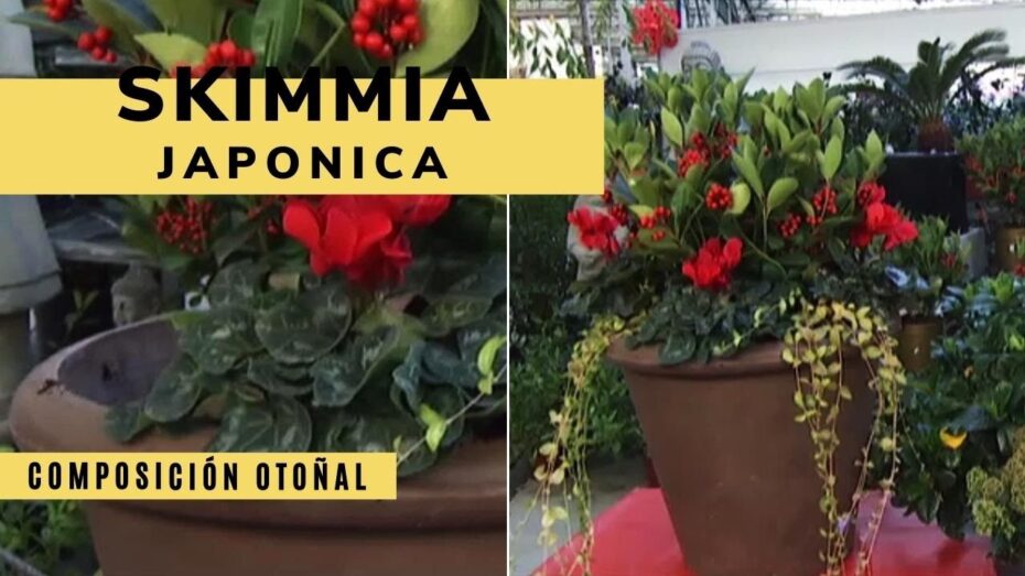 Cuidados de la Skimmia japonica: todo lo que debes saber