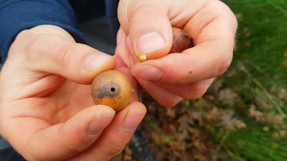 Agallas de roble: Descubre qué son y cómo se forman