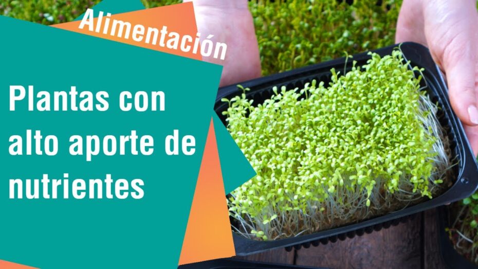 Microgreens: Qué son, cómo se usan y beneficios para tu salud