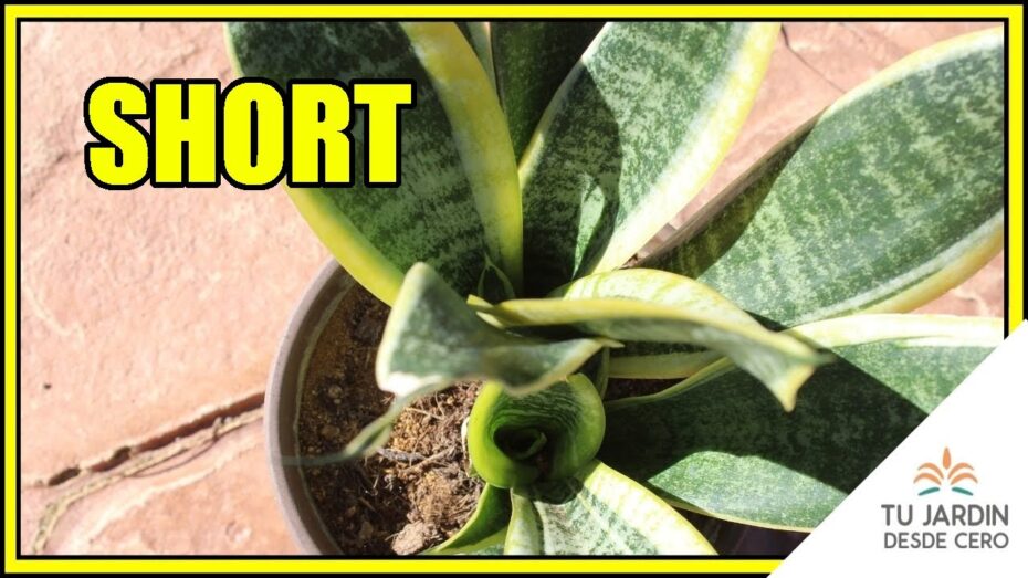 Sansevierias de colores: Descubre la naturalidad en estas plantas