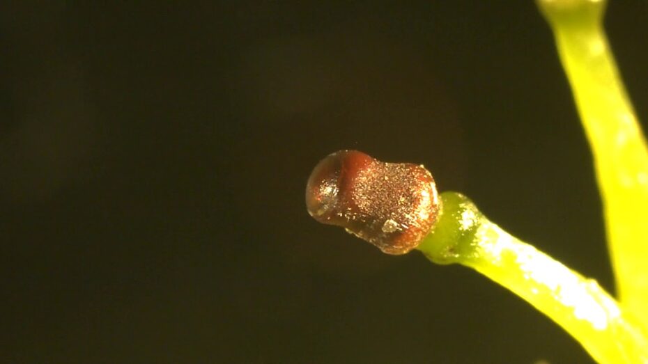 Sphagnum: El fascinante mundo de las plantas y la botánica