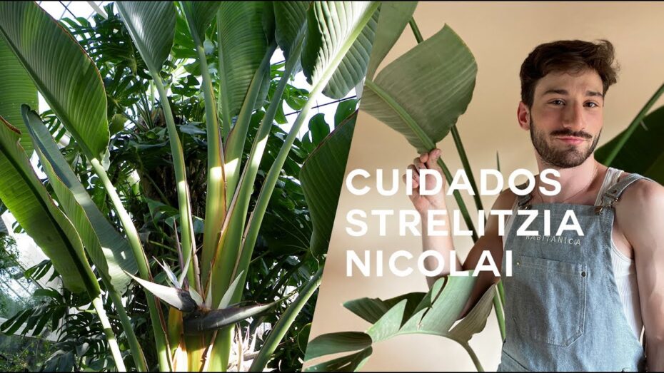 Cuidados de la Strelitzia augusta: todo lo que necesitas saber