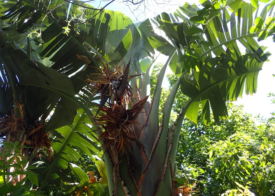 Strelitzia augusta: Cómo tenerla en interior y cuidados