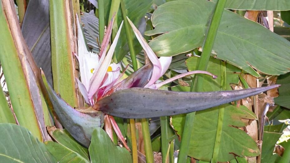 Strelitzia nicolai: cómo cuidar esta planta y decorar con ella tu hogar