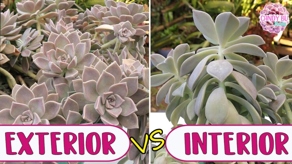 Suculentas de exterior: Descubre las plantas más resistentes y hermosas