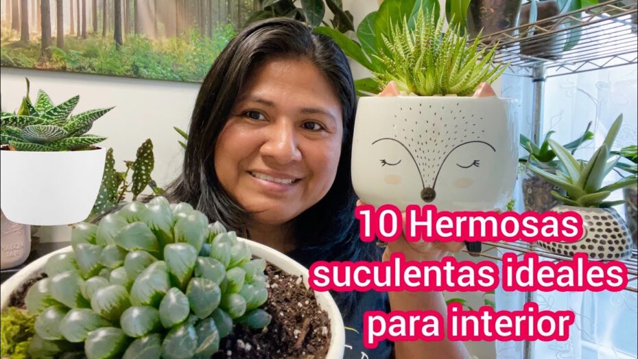 Suculentas de interior: Descubre las mejores variedades y cuidados