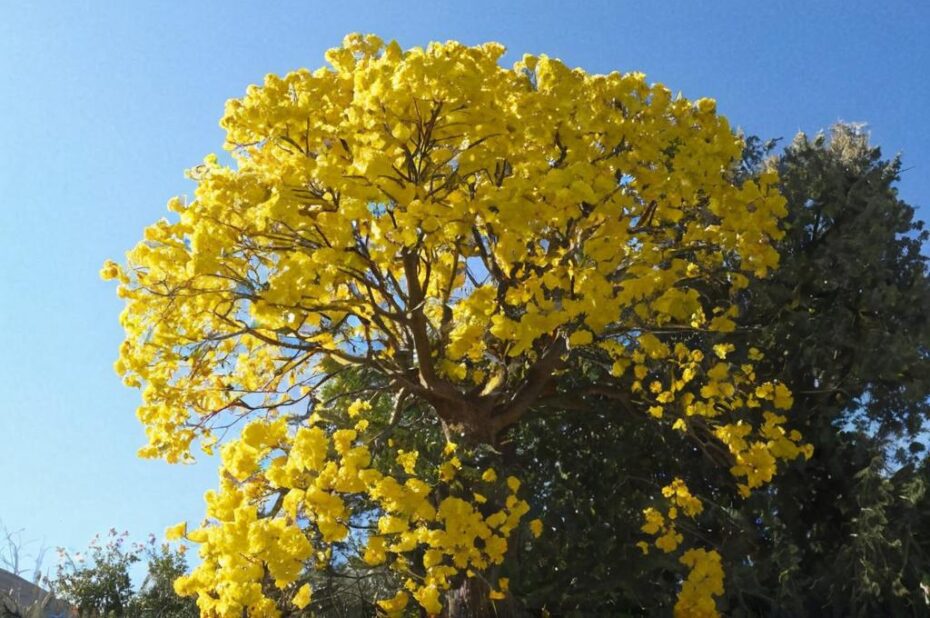 Tababuia speciosa: el árbol nacional de Brasil