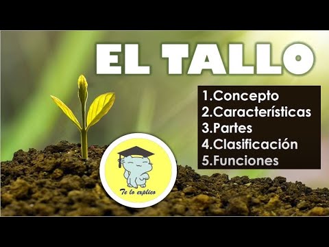 Tipos de tallo de una planta: Descubre qué es y cómo identificarlos