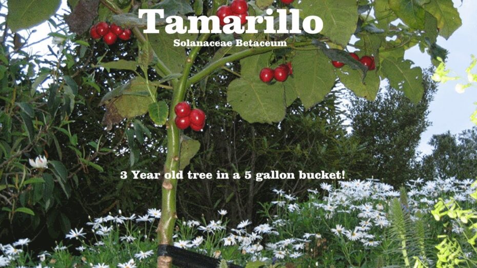 Tamarillo (Solanum betaceum): Descubre todo sobre esta planta exótica y sus beneficios