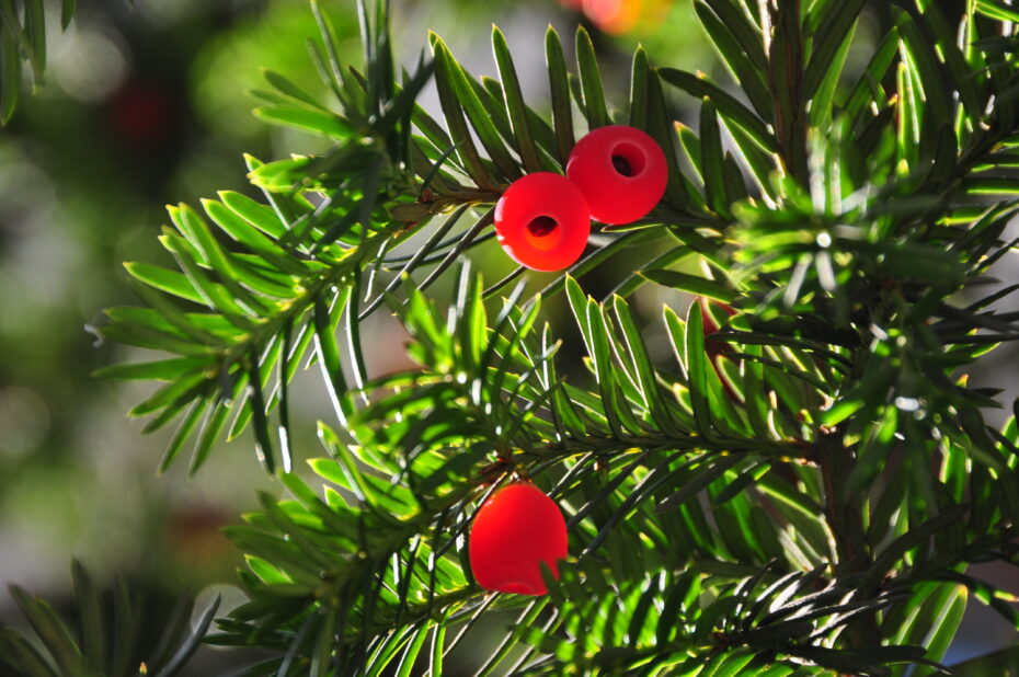 Taxus baccata fastigiata: Todo lo que debes saber sobre esta planta de hoja perenne