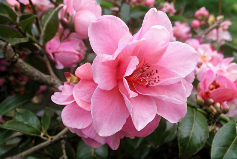 Té shulang (Camelia Sasanqua)