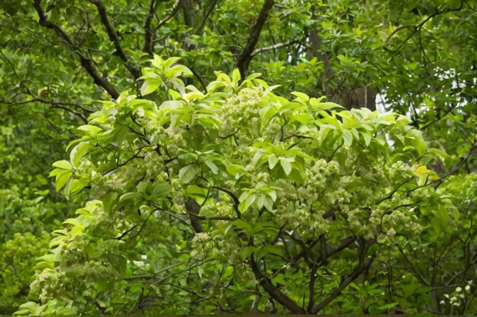 Terminalia amazonia o cortés amarillo