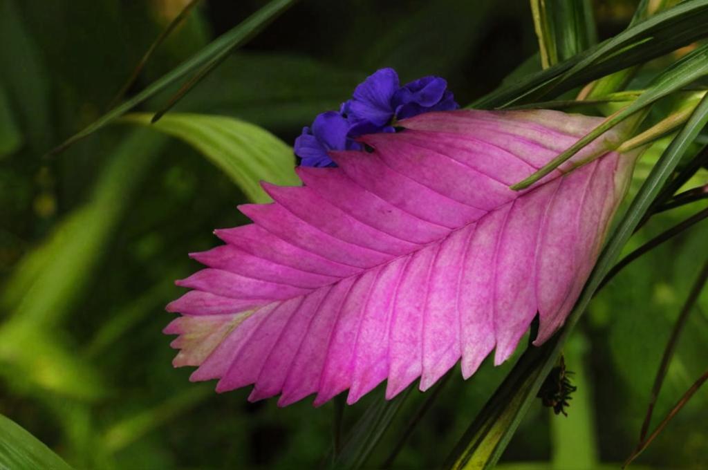 Tillandsia cyanea: características y cuidados importantes