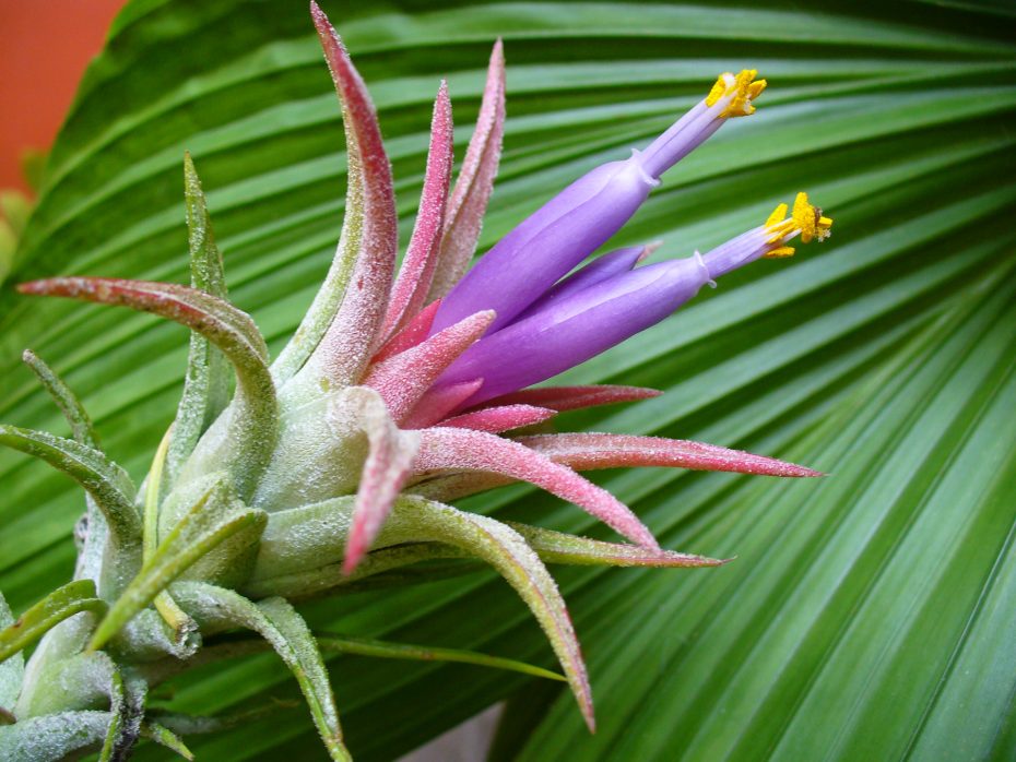 Dónde comprar Tillandsia ionantha rubra: características, cuidados y más