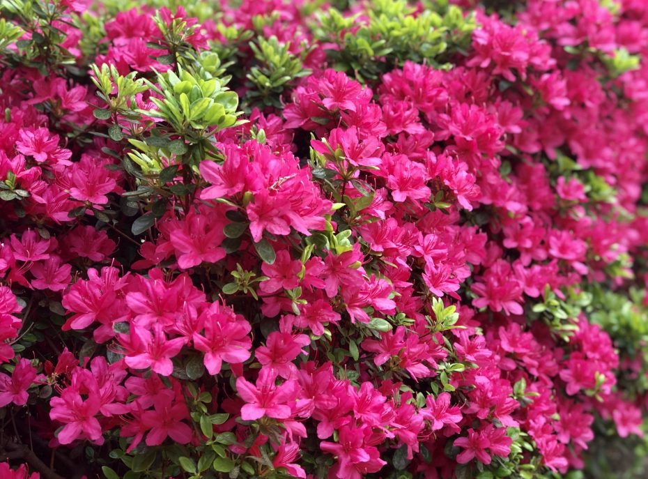 Tipos de azaleas: Descubre la diversidad de estas hermosas plantas