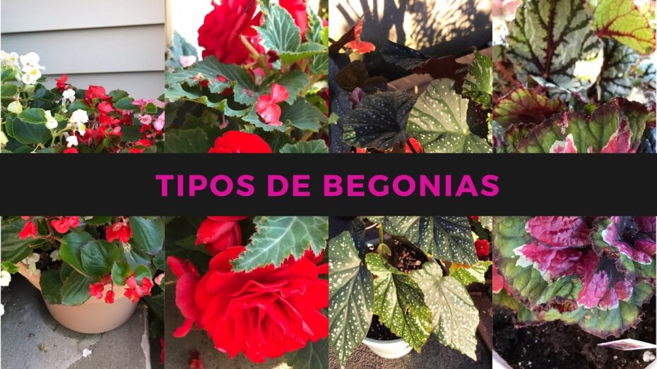 Tipos de begonias: Descubre la variedad de estas hermosas plantas y su cuidado