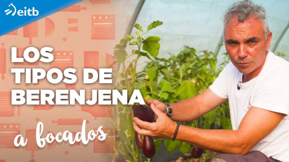 Descubre los diferentes tipos de berenjenas y sus características