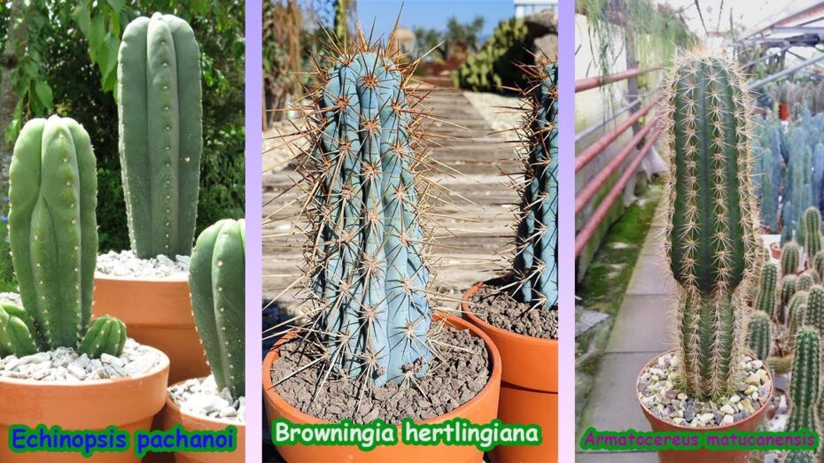 Cactus columnares: Descubre los distintos tipos de estas fascinantes plantas