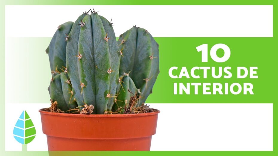 Cactus de interior: Descubre los diferentes tipos y cuidados