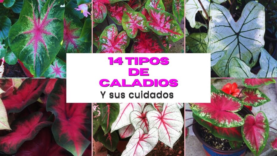 Tipos de caladium: Descubre la diversidad botánica de esta planta